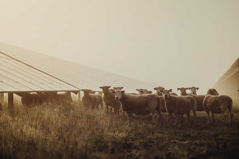 Freiflächen-Photovoltaik auf einer Schafsweide.