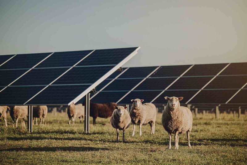 Ett exempel på kombinerad markanvändning. Här Svea Solars solpark i Sjöbo.